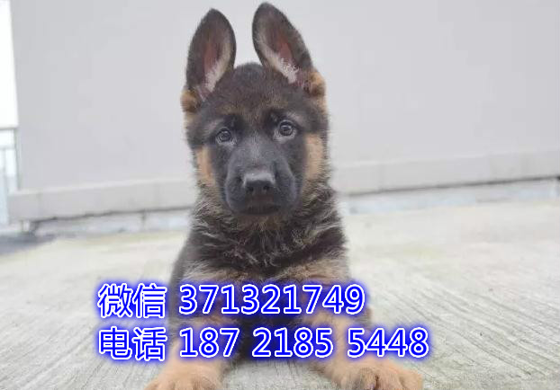 绍兴宠物 德牧犬出售纯种 绍兴犬舍在哪里