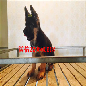  武汉哪里有德国牧羊犬出售 纯种德国牧羊犬哪里有