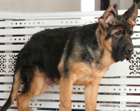 纯种德牧犬领养深圳宠物狗狗市场在哪里买狗网