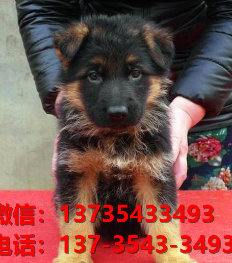 苏州宠物狗犬舍 出售纯种德牧幼犬哪里有宠物狗市场