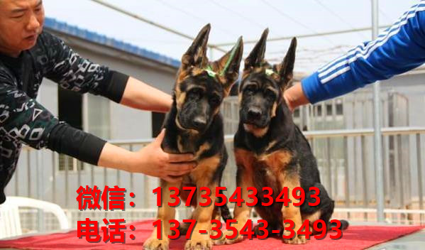 纯种德牧幼犬黑背幼犬出售杭州宠物狗犬舍哪里