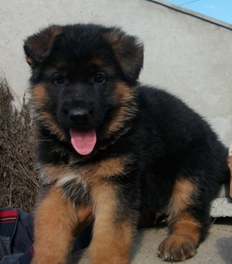 景洪哪里买狗比较好 景洪买德牧 名犬基地买德