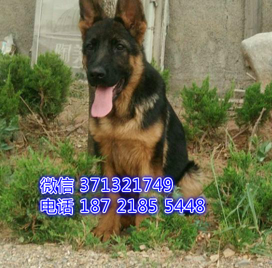 福州狗狗德牧犬出售纯种幼犬 福州犬舍 全国发货