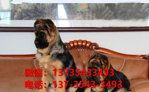 北京宠物狗犬舍 出售纯种德牧幼犬哪里有宠物狗市场卖狗