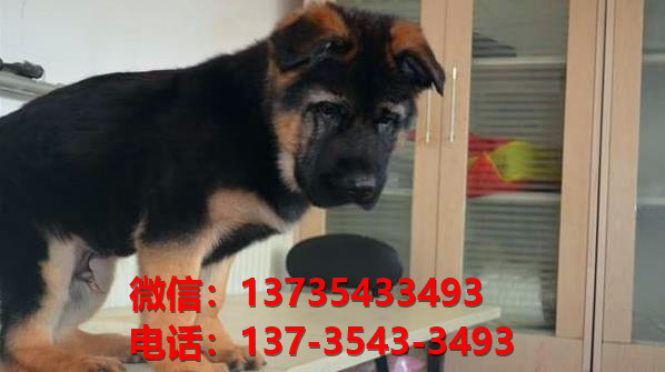 纯种德牧幼犬黑背幼犬出售济南宠物狗犬舍哪里有狗狗