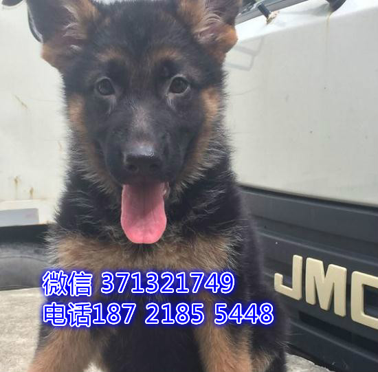 北京犬舍出售 德牧犬幼犬纯种 全国发货 特价