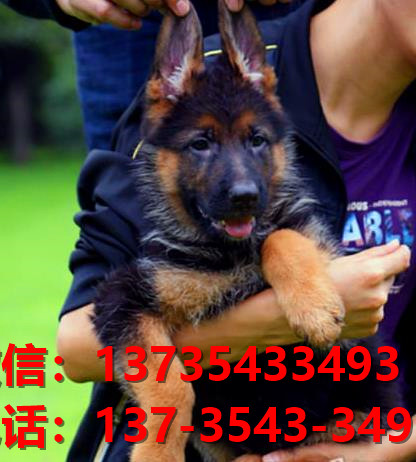 纯种德牧幼犬出售 武汉宠物狗犬舍领养宠物狗狗市场在哪里买狗卖狗
