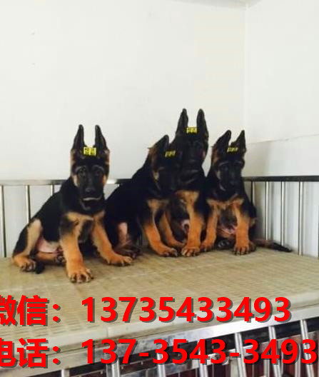 北京宠物狗犬舍 出售纯种德牧幼犬哪里有宠物狗市场卖狗