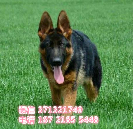 长沙狗狗 德牧出售纯种幼犬 长沙犬舍 全国发