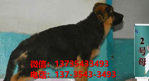 沈阳宠物狗犬舍 出售纯种德牧幼犬哪里有宠物狗市场卖狗