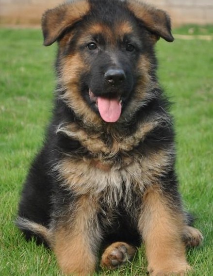 保山买狗网 保山买德牧请进 狗场出售精品德牧