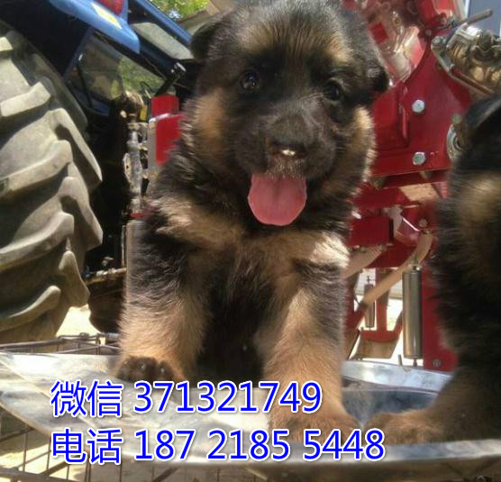 北京犬舍出售 德牧犬幼犬纯种 全国发货 特价