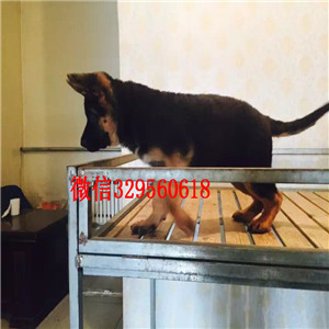  武汉哪里有德国牧羊犬出售 纯种德国牧羊犬哪
