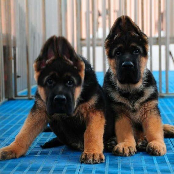 纯种德牧幼犬出售 武汉宠物狗犬舍领养宠物狗