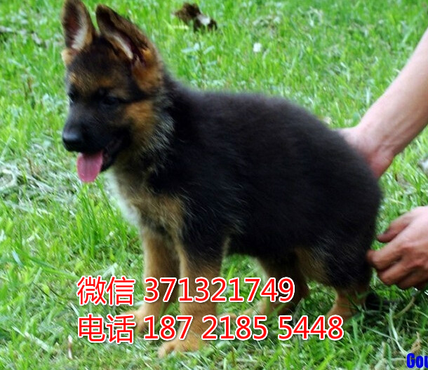 特价 德国牧羊犬出售纯种幼犬 专业繁殖专业发货 可上门看弛