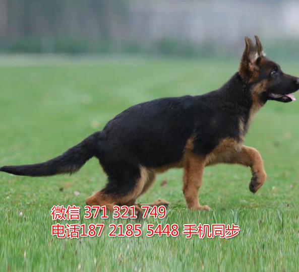  特惠德国牧羊犬纯种幼犬出售 支持上门支持空运汽运浪