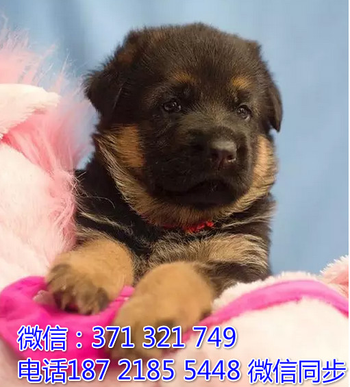 全国特惠德牧纯种幼犬 支持上门 支持空运汽运 包健康曳