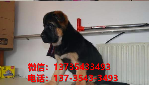 厦门狗场在哪里有犬舍出售健康德牧幼犬哪里有卖狗地方买狗