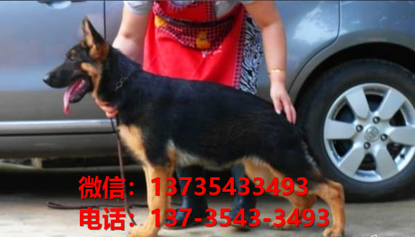 晋城宠物狗狗犬舍出售纯种德牧幼犬哪里有狗市