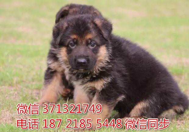 宠物狗狗德牧全国可以发货 犬舍繁殖 包健康陆