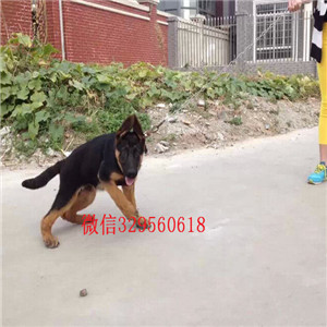  深圳卖德牧犬 纯种牧羊犬多少钱一只 弓背锤系德牧出售 赛级德牧