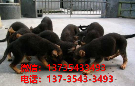 上海狗场在哪里有犬舍出售健康德牧幼犬哪里有