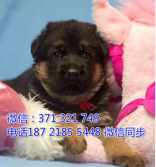 全国特惠德牧纯种幼犬 支持上门 支持空运汽运 包健康露