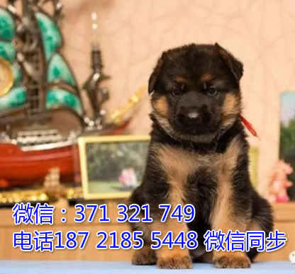 全国特惠德牧纯种幼犬 支持上门 支持空运汽运