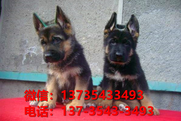 厦门狗场在哪里有犬舍出售健康德牧幼犬哪里有卖狗地方买狗