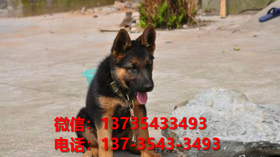 厦门狗场在哪里有犬舍出售健康德牧幼犬哪里有卖狗地方买狗