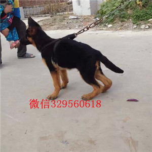  深圳卖德牧犬 纯种牧羊犬多少钱一只 弓背锤系德牧出售 赛级德牧