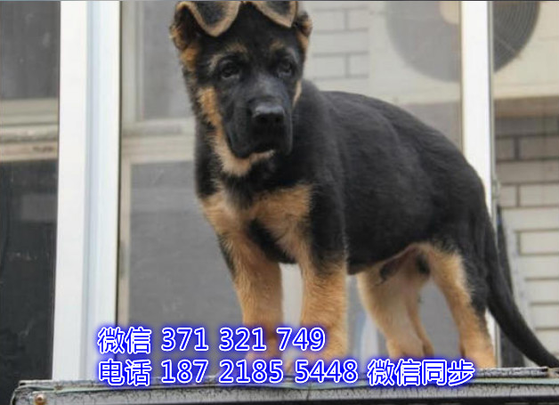 北京宠物狗狗德牧犬出售幼犬 全国可以发货殴