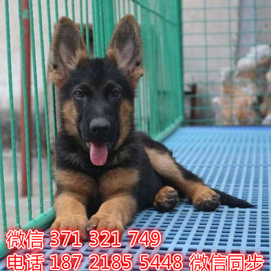 2宠物狗狗德牧犬出售幼犬 全国可以发货卤