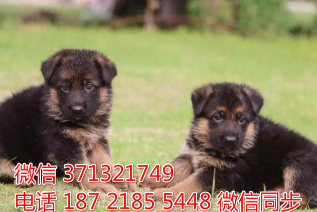 宠物狗狗德牧全国可以发货 犬舍繁殖 包健康甲