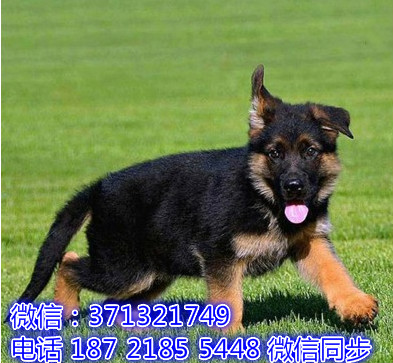 特价 德国牧羊犬出售纯种幼犬 专业繁殖专业发货 可上门看玖