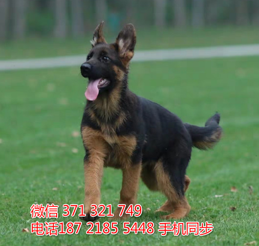 宠物市场 哪里有宠物德国牧羊犬，精品小型中型