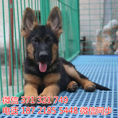 德牧纯种幼犬出售，犬舍直销德牧 犬舍狗场宠物狗韧
