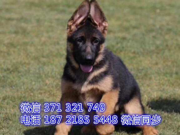 犬舍直销，哪里有宠物德牧 ，精品小型中型大型犬狗狗呕