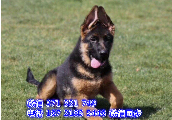 犬舍直销，哪里有宠物德牧 ，精品小型中型大型犬狗狗骋