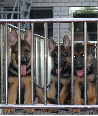 海南买德牧海口买德牧 养犬场出售纯种小德牧