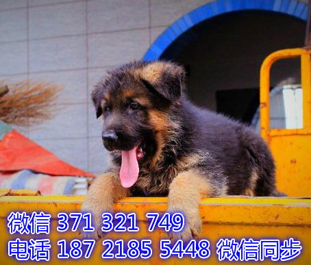 德牧宠物买卖 宠物市场 宠物狗狗图片宠物网 叶