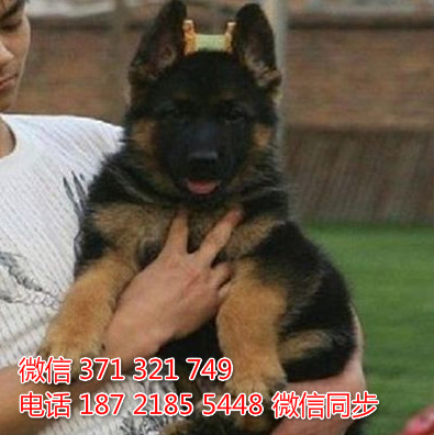 德牧纯种幼犬出售，犬舍直销德牧 犬舍狗场宠物