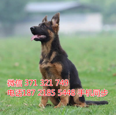 宠物市场 哪里有宠物德国牧羊犬，精品小型中型大型犬狗狗低