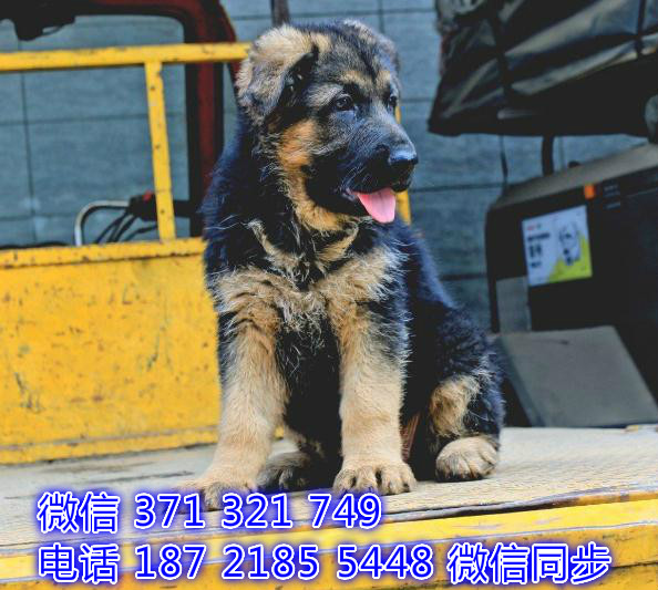 德牧出售 宠物狗狗  宠物市场 狗狗图片 买卖狗狗沤