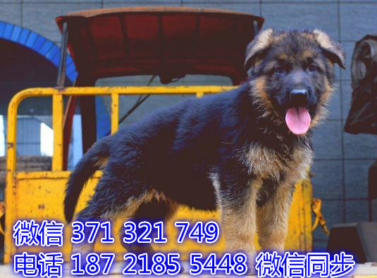 德牧宠物买卖 宠物市场 宠物狗狗图片宠物网 