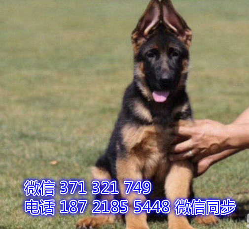 犬舍直销，哪里有宠物德牧 ，精品小型中型大型犬