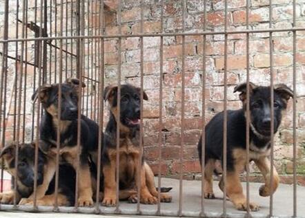 红河州元阳狗场常年卖德牧德国牧羊犬