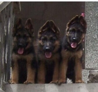 文山买狗 文山德牧 云南狗场小德牧出售