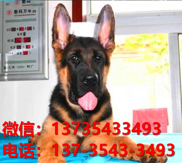 厦门狗场卖狗买狗地方在哪有狗市场领养活体宠