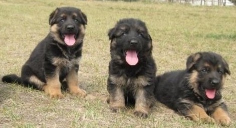 海口哪里买德牧好 养犬场买纯种德牧